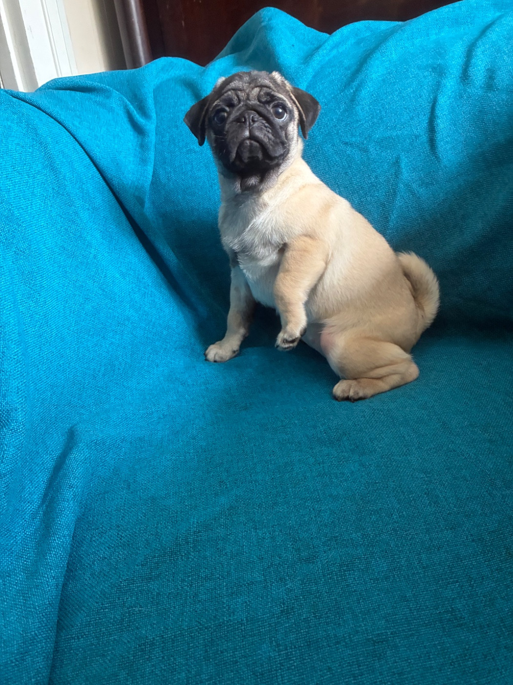 bellerophon - Chiots disponibles - Carlin