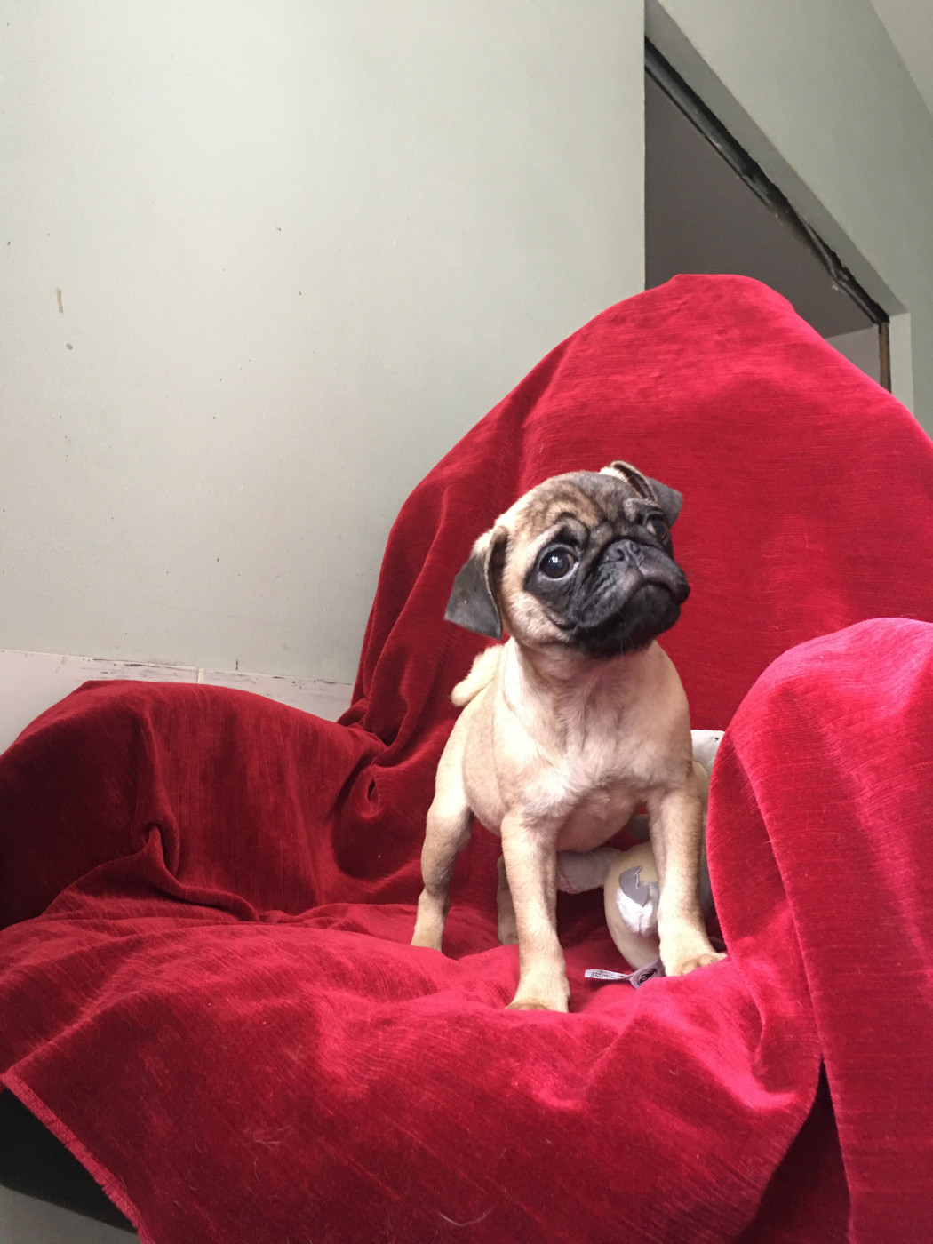 bellerophon - Chiots disponibles - Carlin