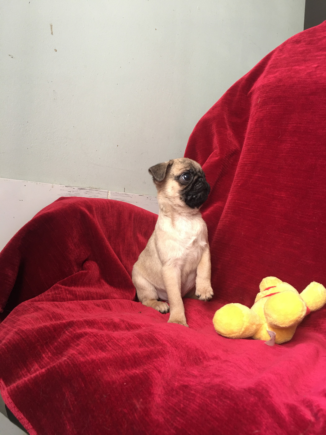 bellerophon - Chiots disponibles - Carlin