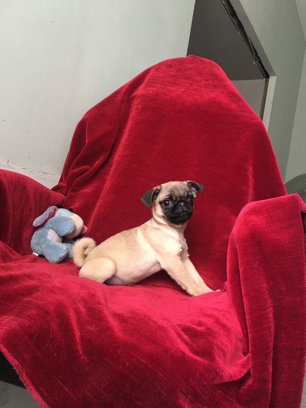 bellerophon - Chiots disponibles - Carlin