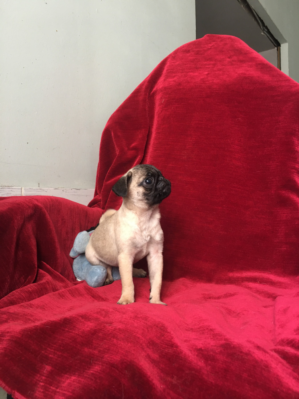 bellerophon - Chiots disponibles - Carlin