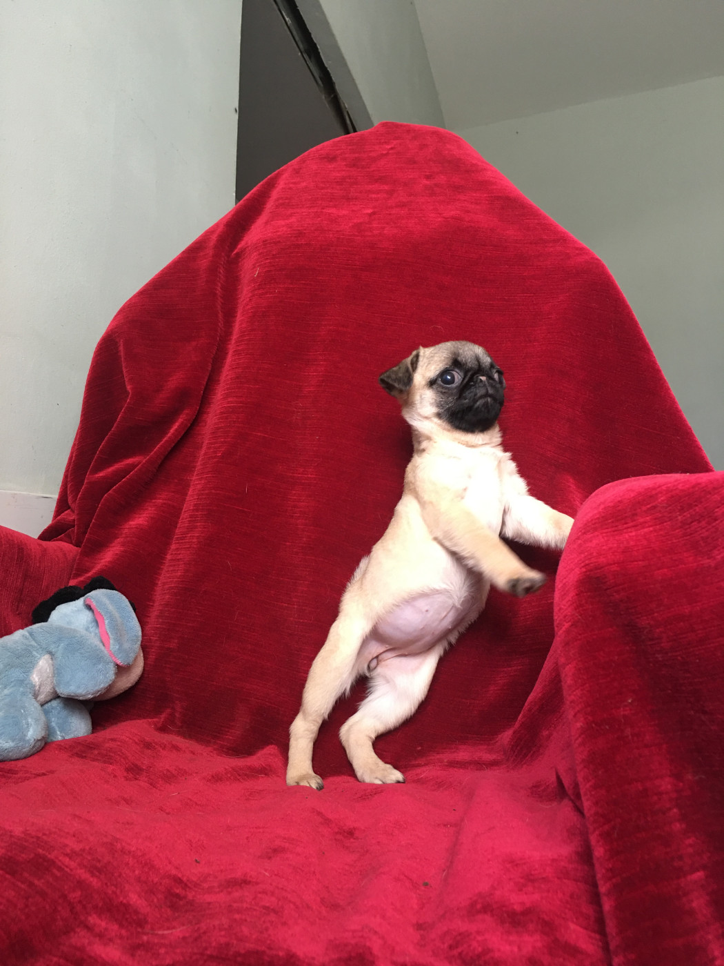 bellerophon - Chiots disponibles - Carlin