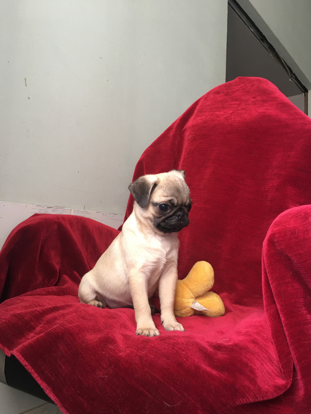 bellerophon - Chiots disponibles - Carlin