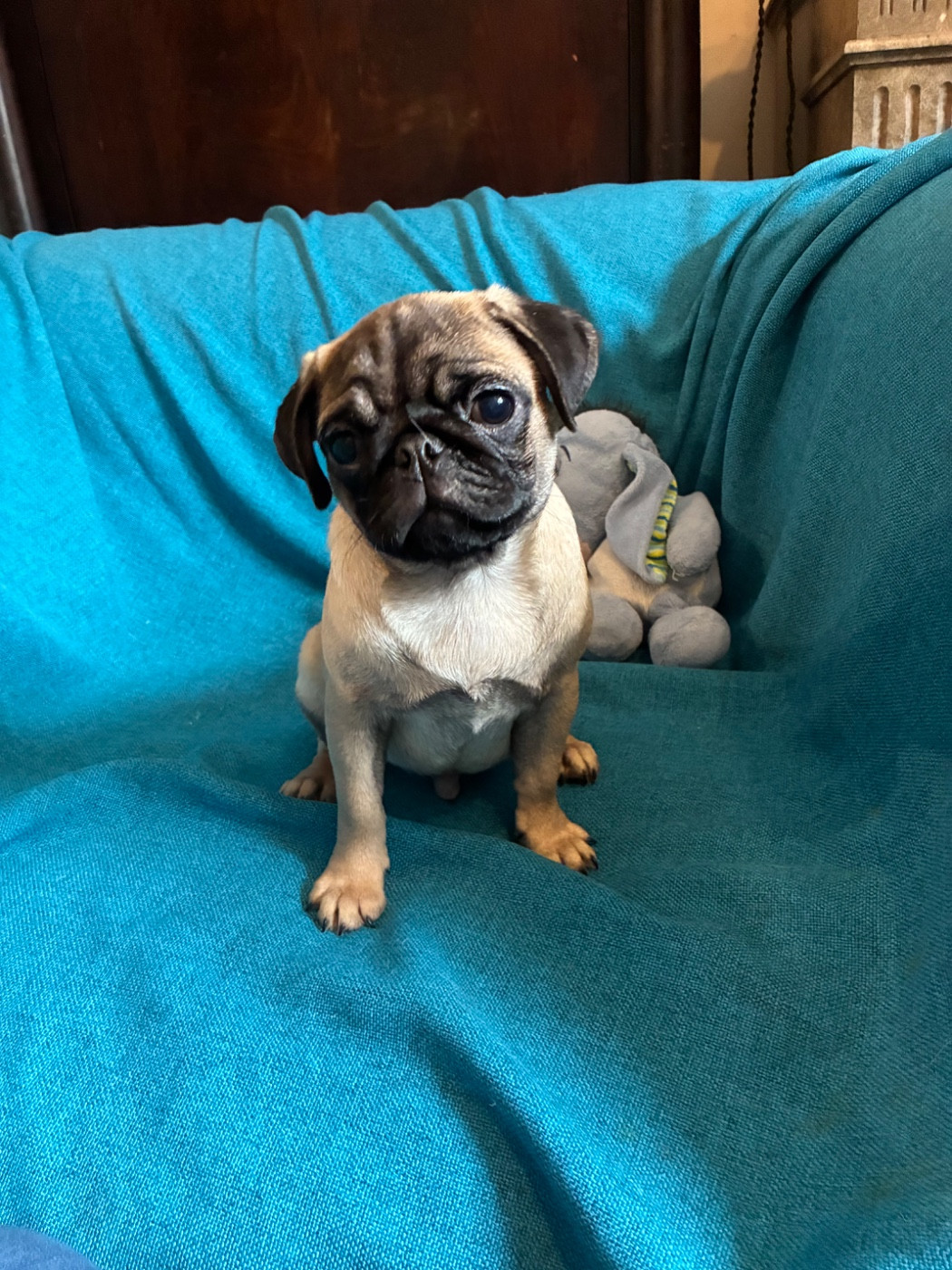 bellerophon - Chiots disponibles - Carlin