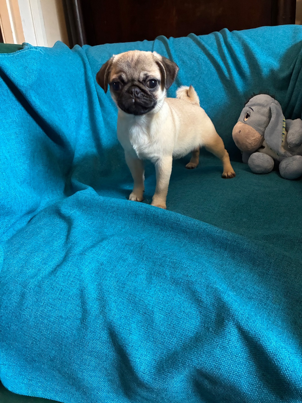 bellerophon - Chiots disponibles - Carlin