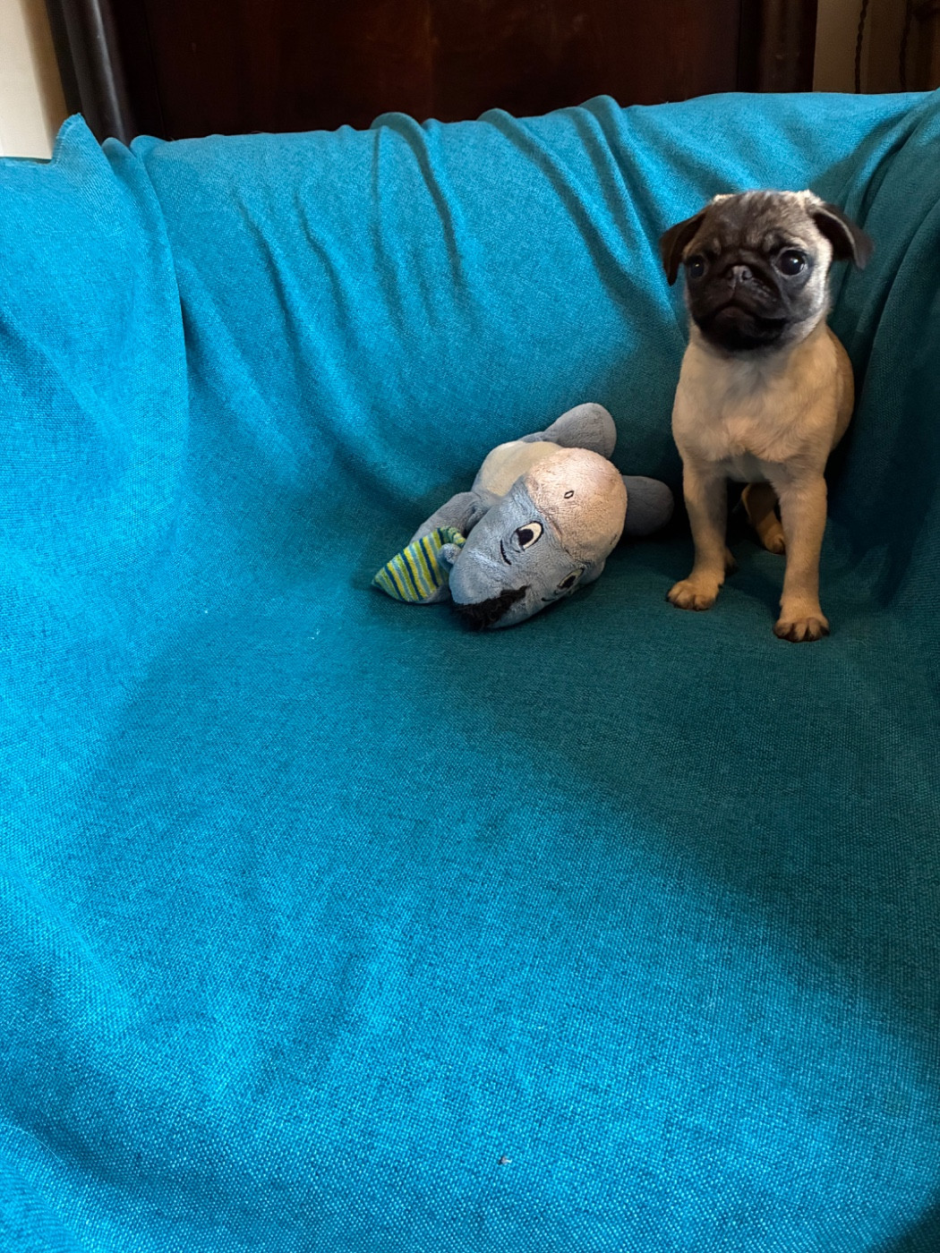 bellerophon - Chiots disponibles - Carlin