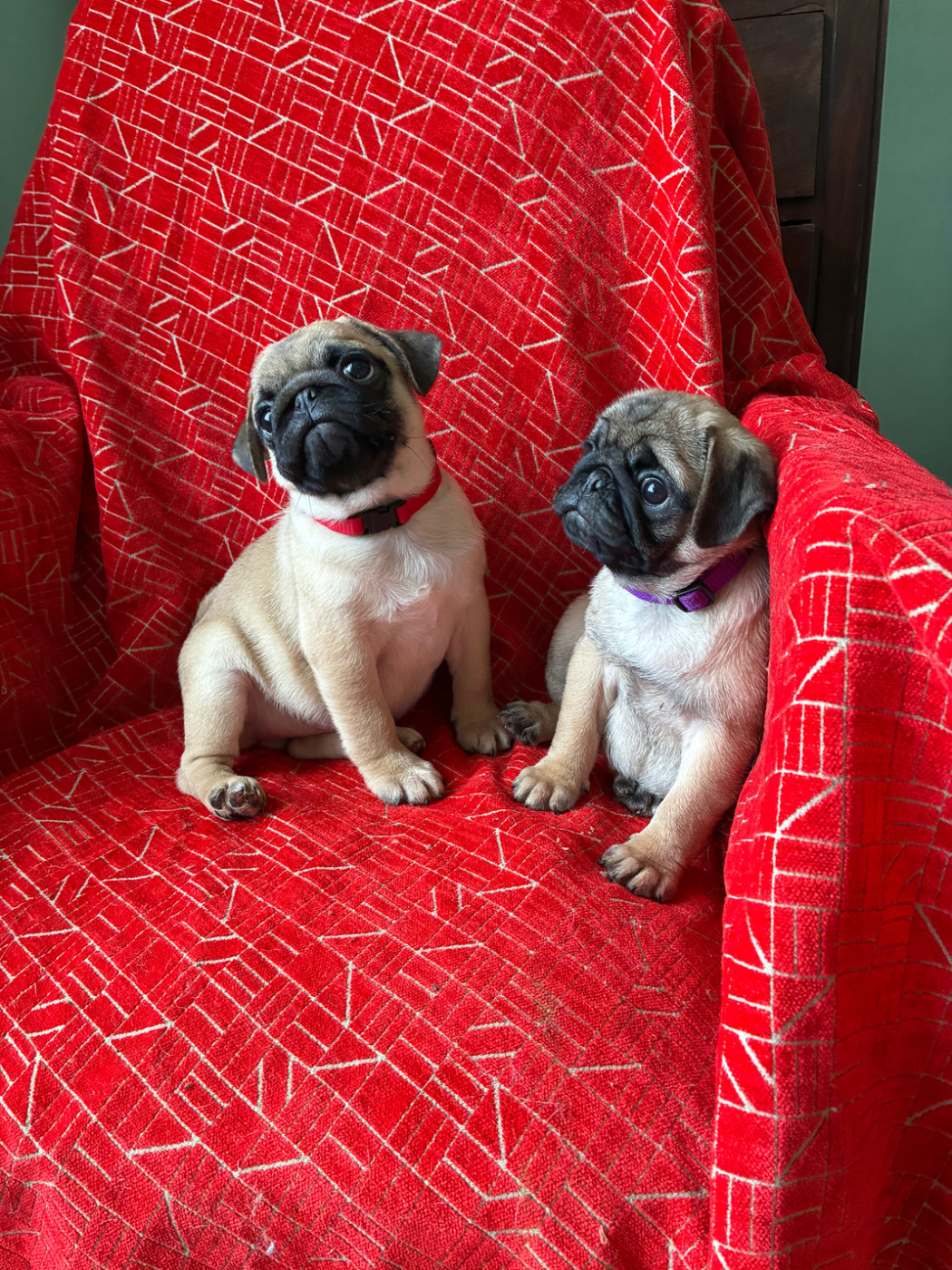 bellerophon - Chiots disponibles - Carlin