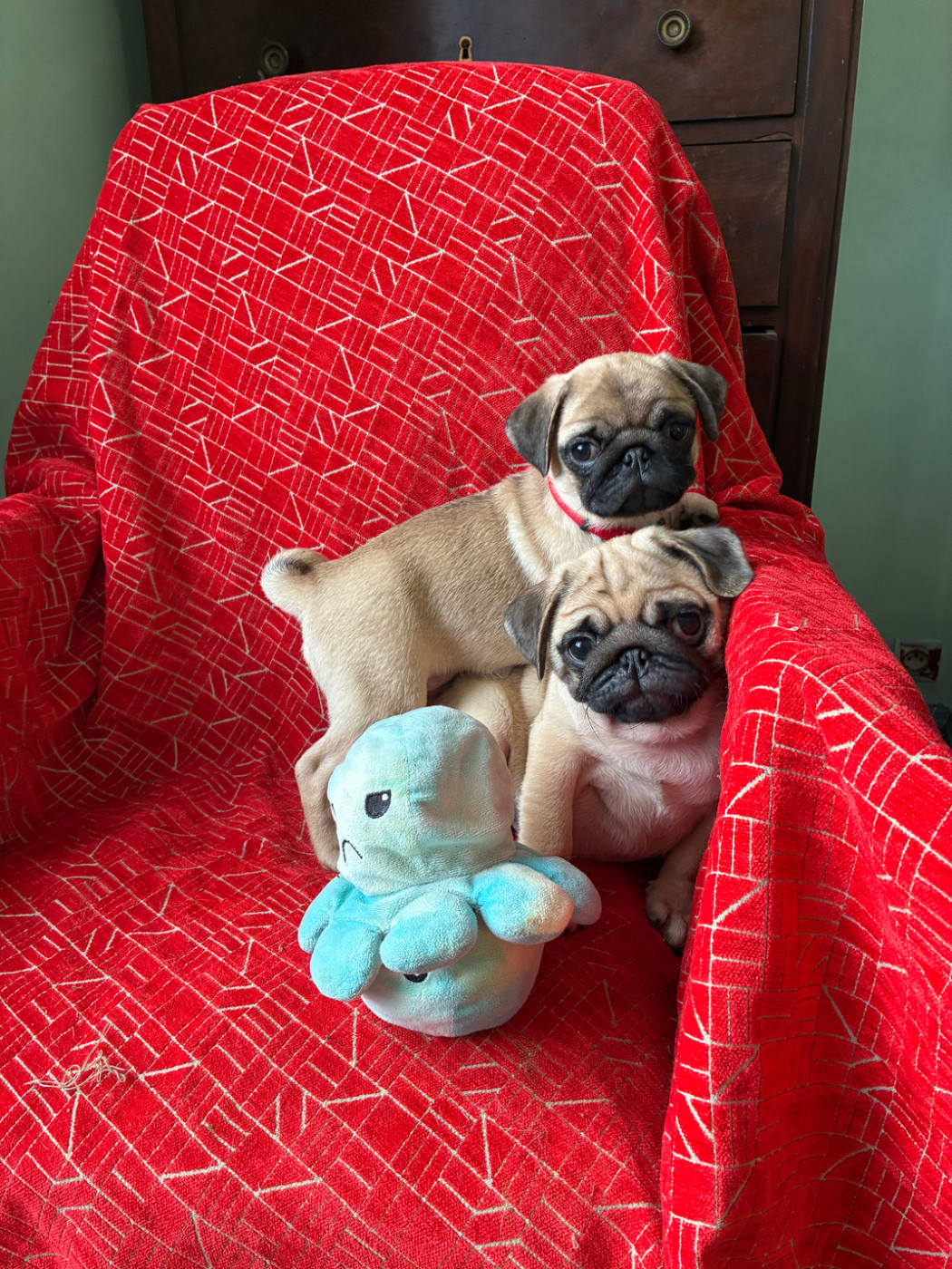 bellerophon - Chiots disponibles - Carlin