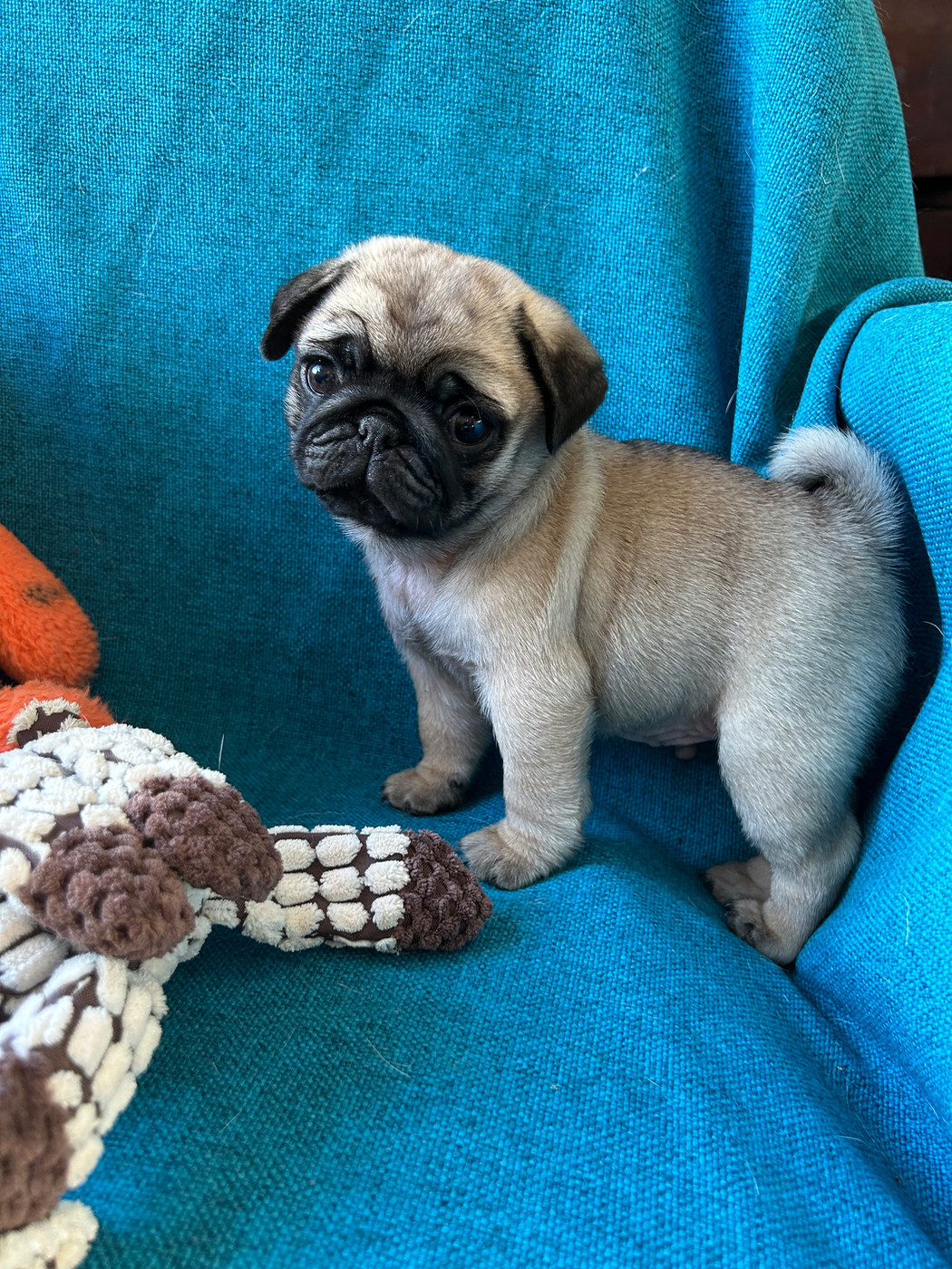 bellerophon - Chiots disponibles - Carlin