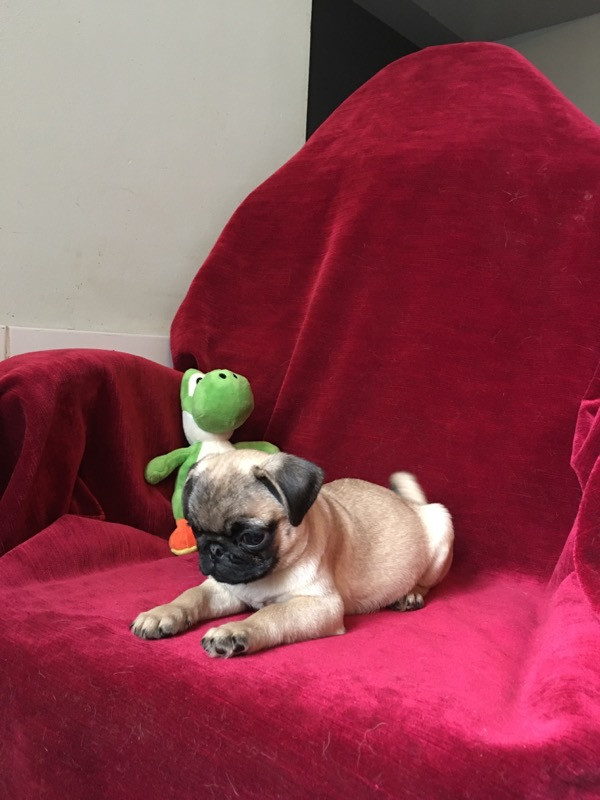 bellerophon - Chiots disponibles - Carlin