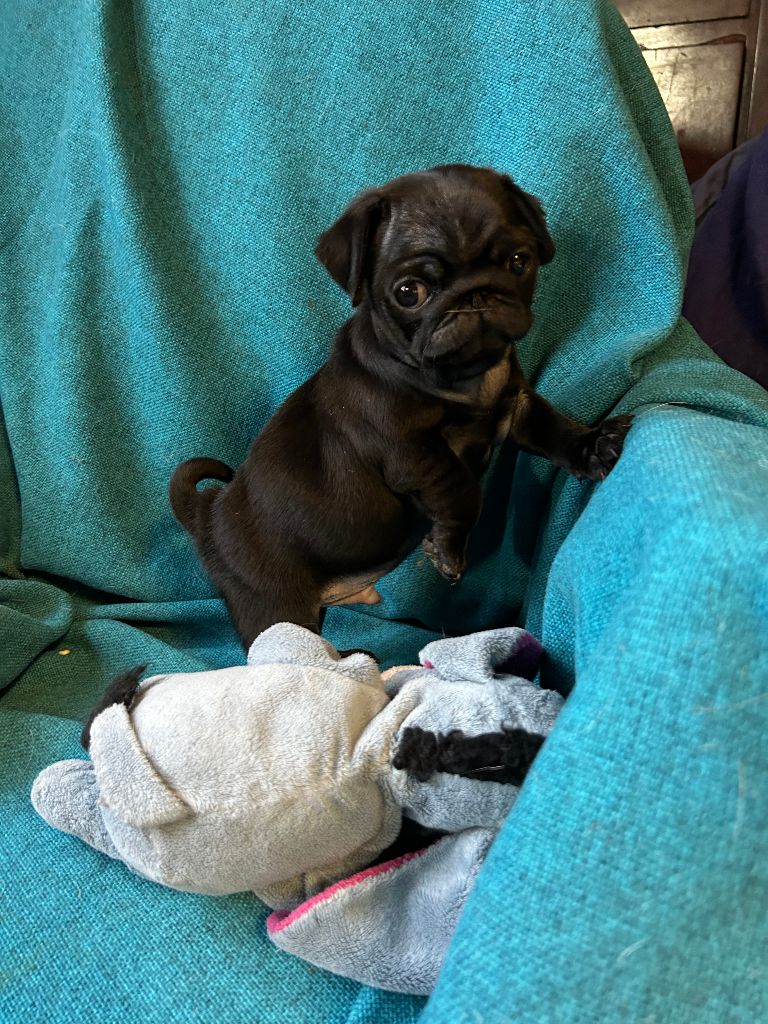 bellerophon - Chiots disponibles - Carlin
