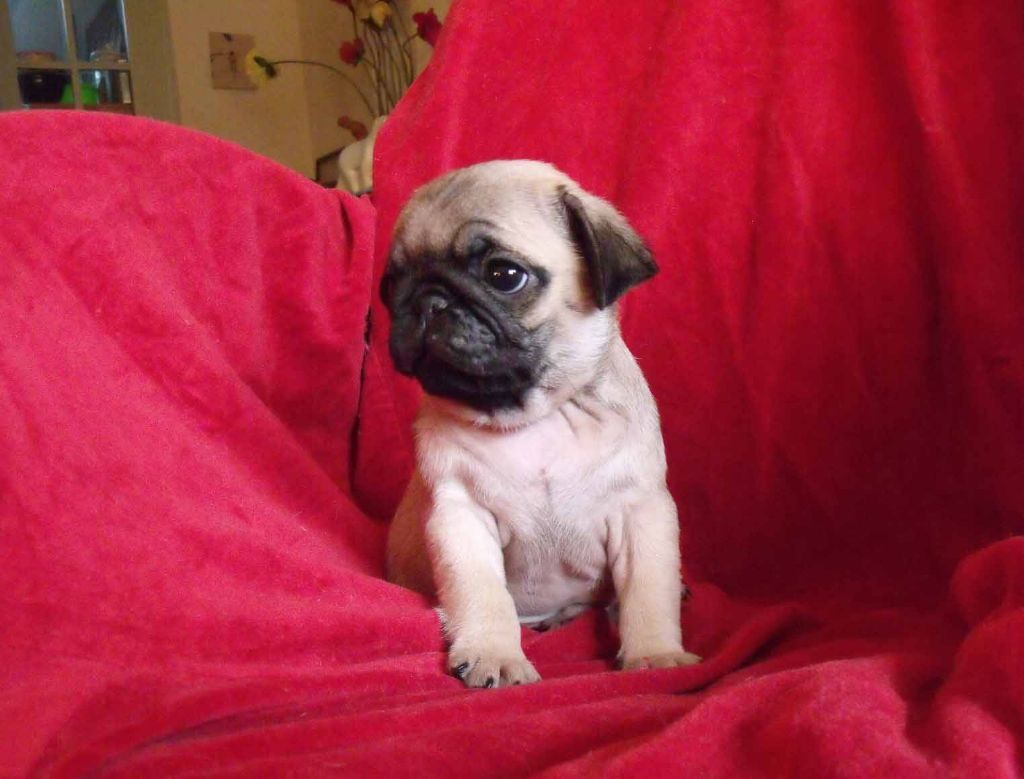 Chiot Carlin bellerophon