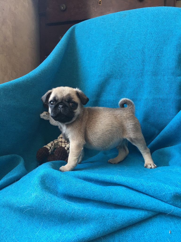 bellerophon - Chiots disponibles - Carlin