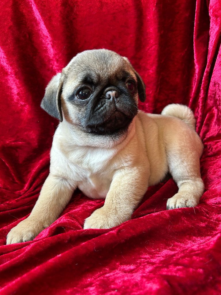 bellerophon - Chiots disponibles - Carlin