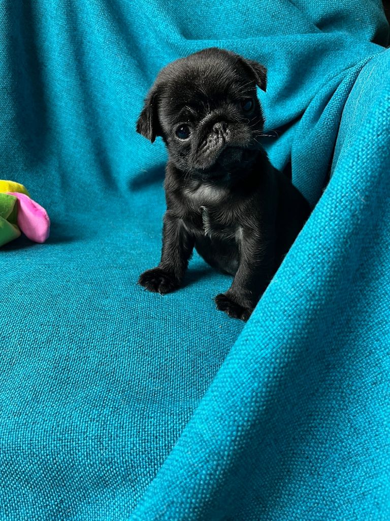 bellerophon - Chiots disponibles - Carlin