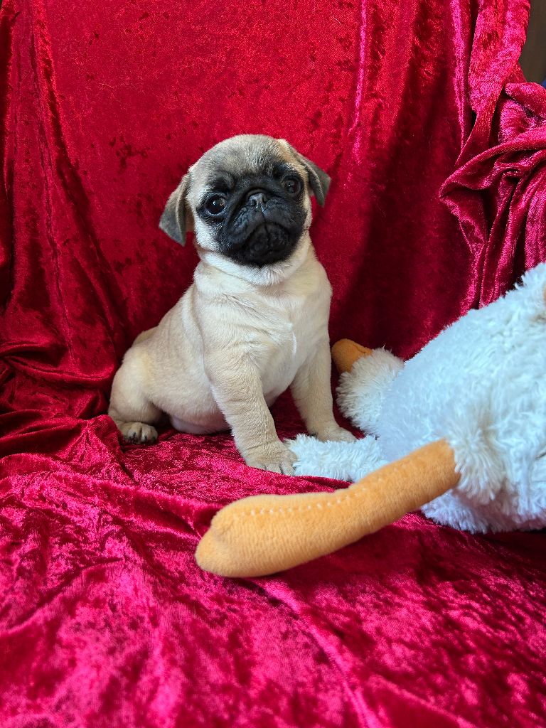 bellerophon - Chiots disponibles - Carlin