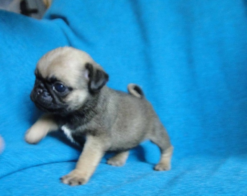 Chiot Carlin bellerophon