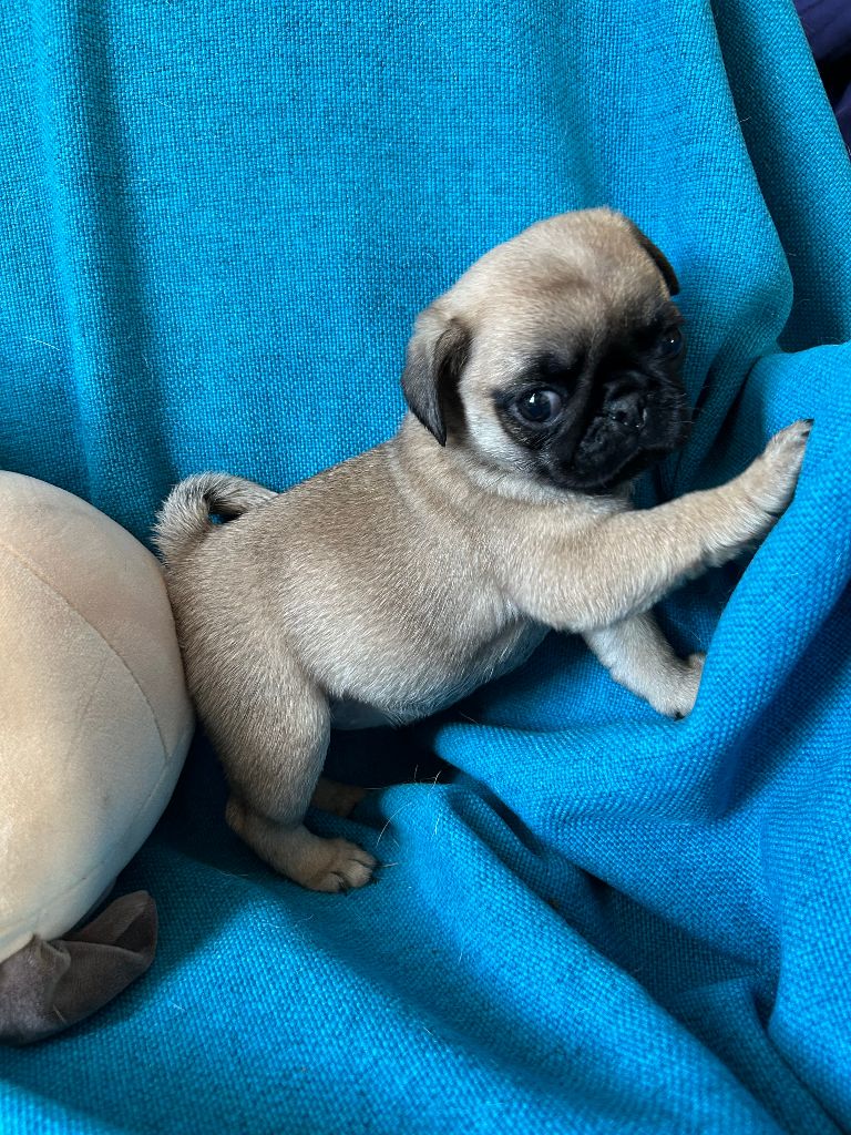 bellerophon - Chiots disponibles - Carlin