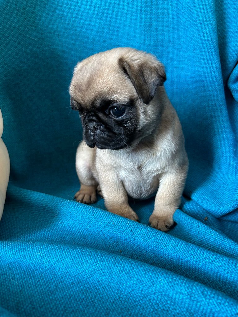 bellerophon - Chiots disponibles - Carlin