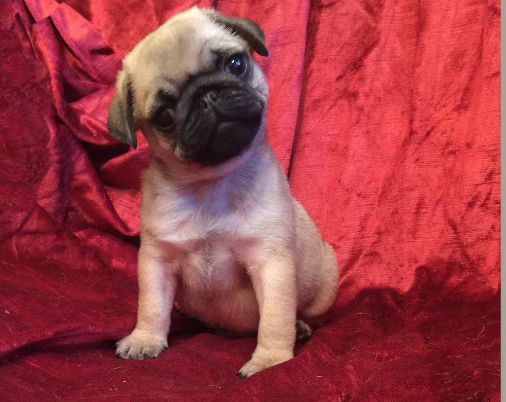 Chiot Carlin bellerophon