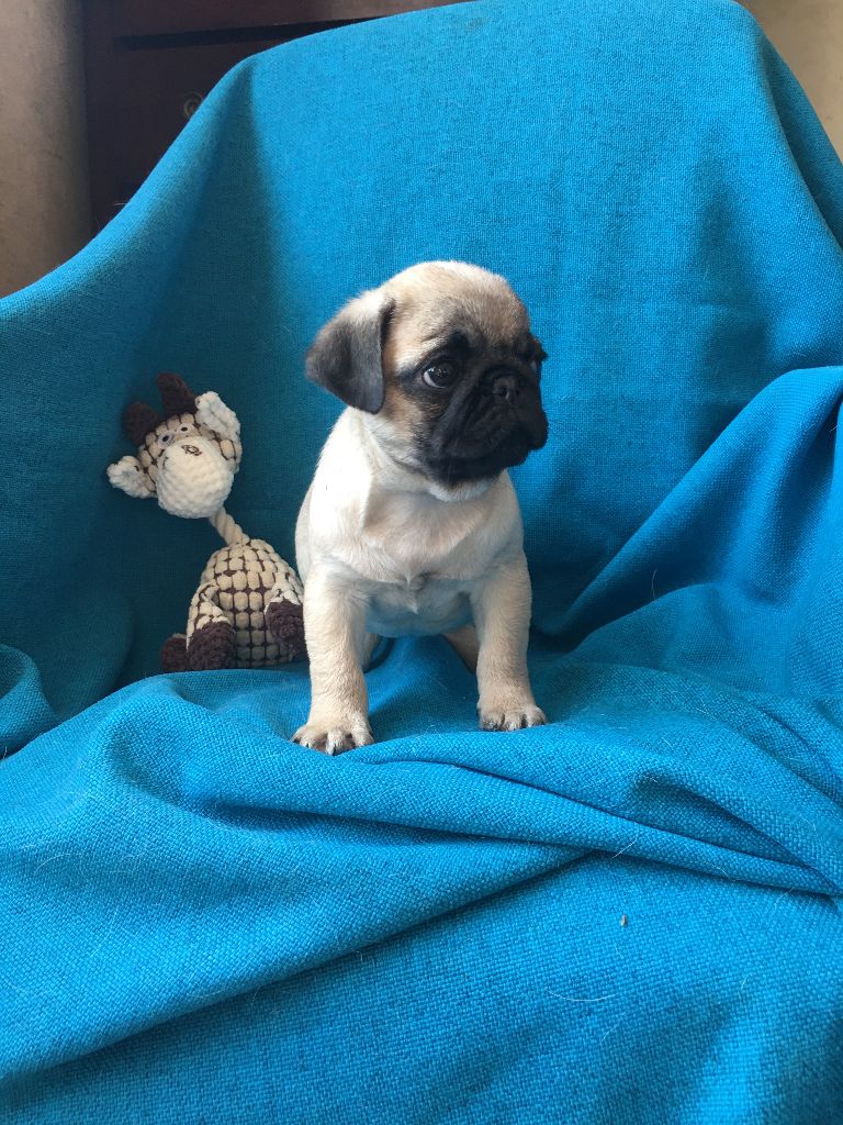 bellerophon - Chiots disponibles - Carlin