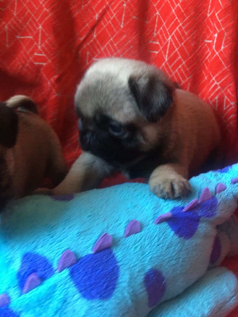 bellerophon - Chiots disponibles - Carlin