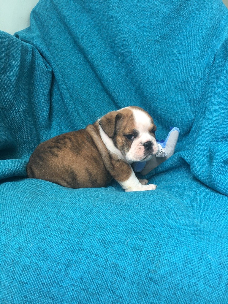 bellerophon - Chiots disponibles - Bulldog Anglais