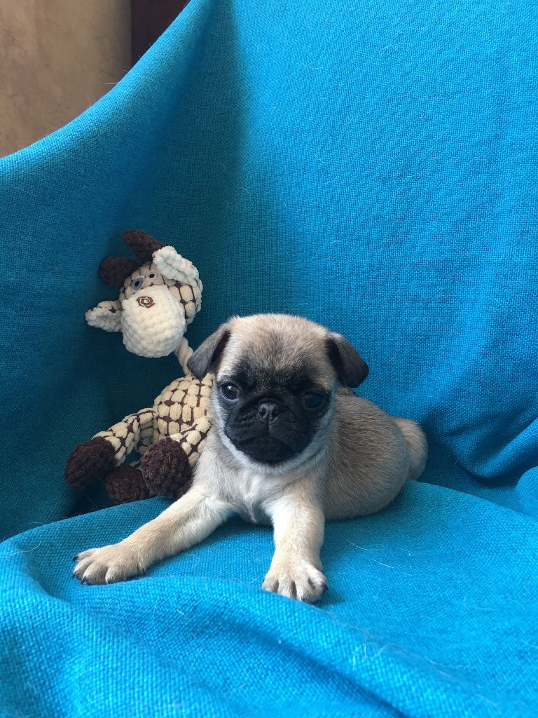 bellerophon - Chiots disponibles - Carlin