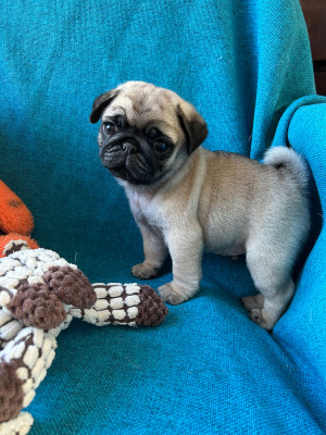 Chiot N°1