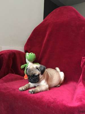 Chiot N°4