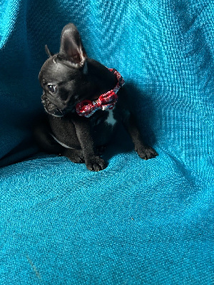 CHIOT 2