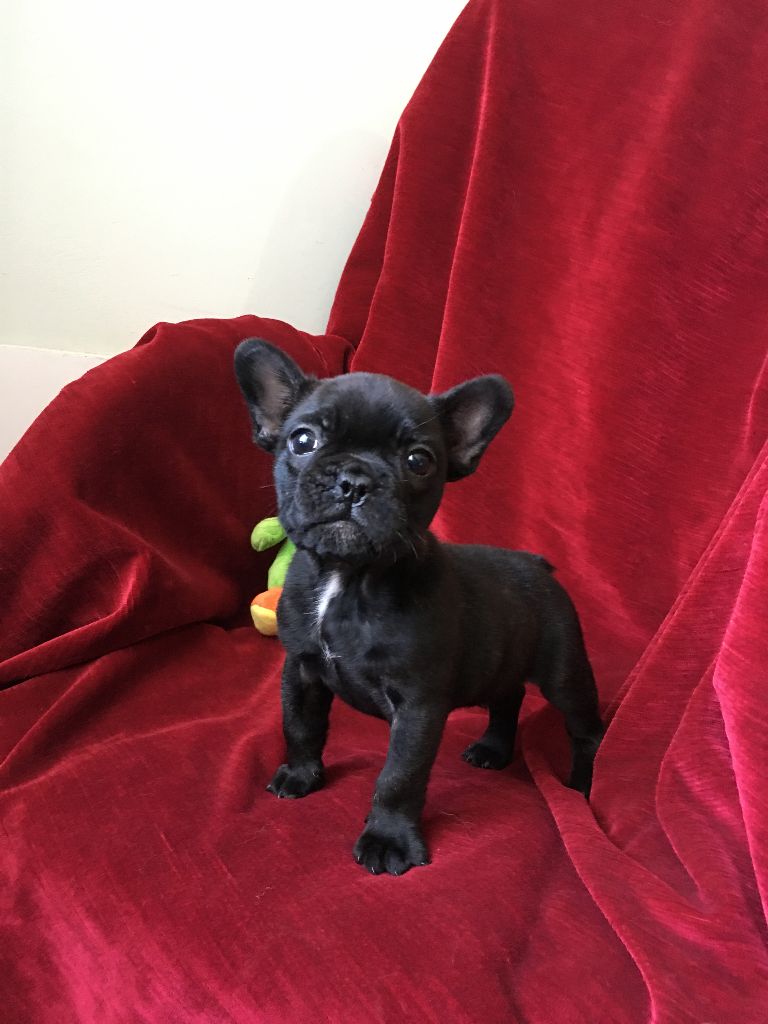 bellerophon - Chiots disponibles - Bouledogue français