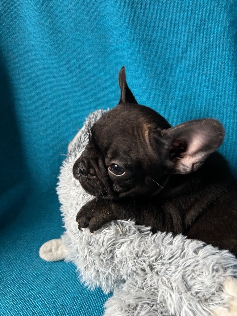 bellerophon - Chiots disponibles - Bouledogue français