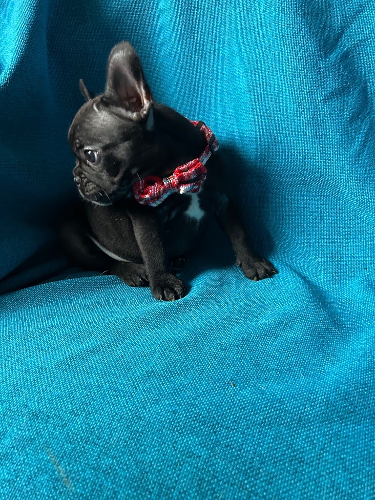 bellerophon - Chiots disponibles - Bouledogue français