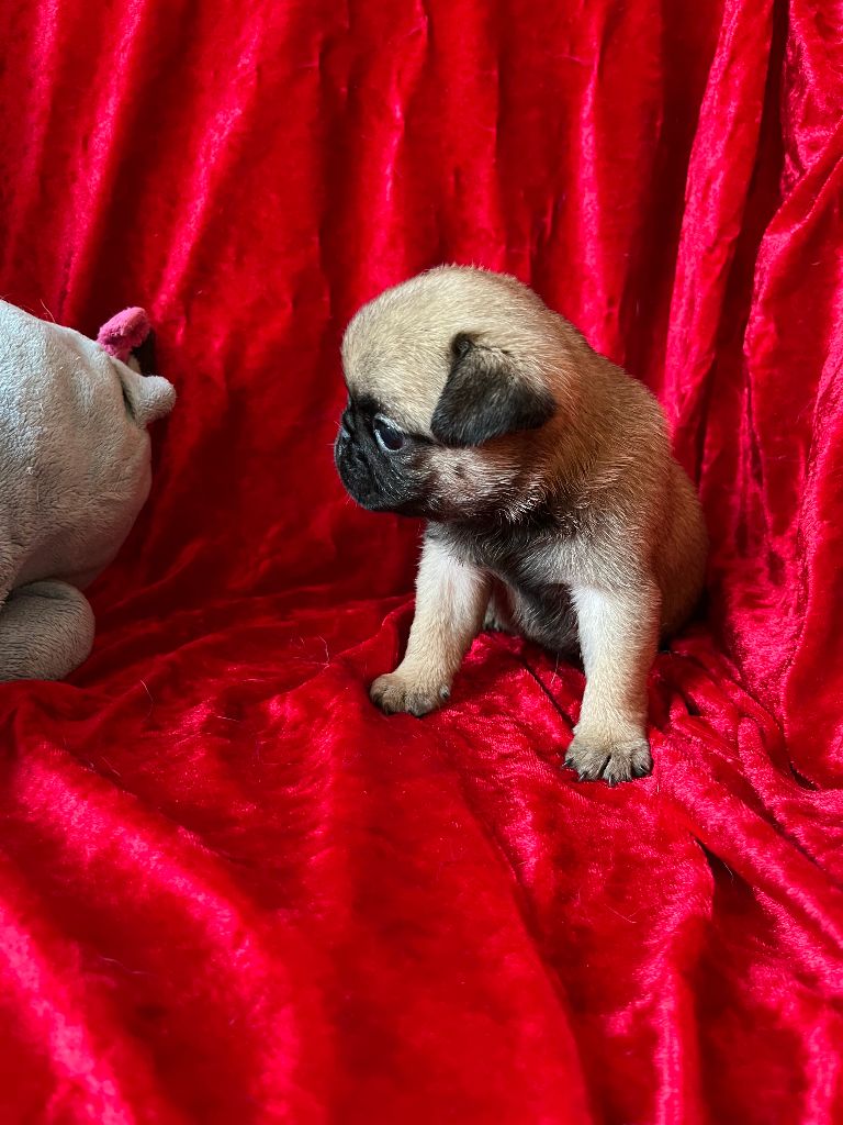bellerophon - Chiots disponibles - Carlin