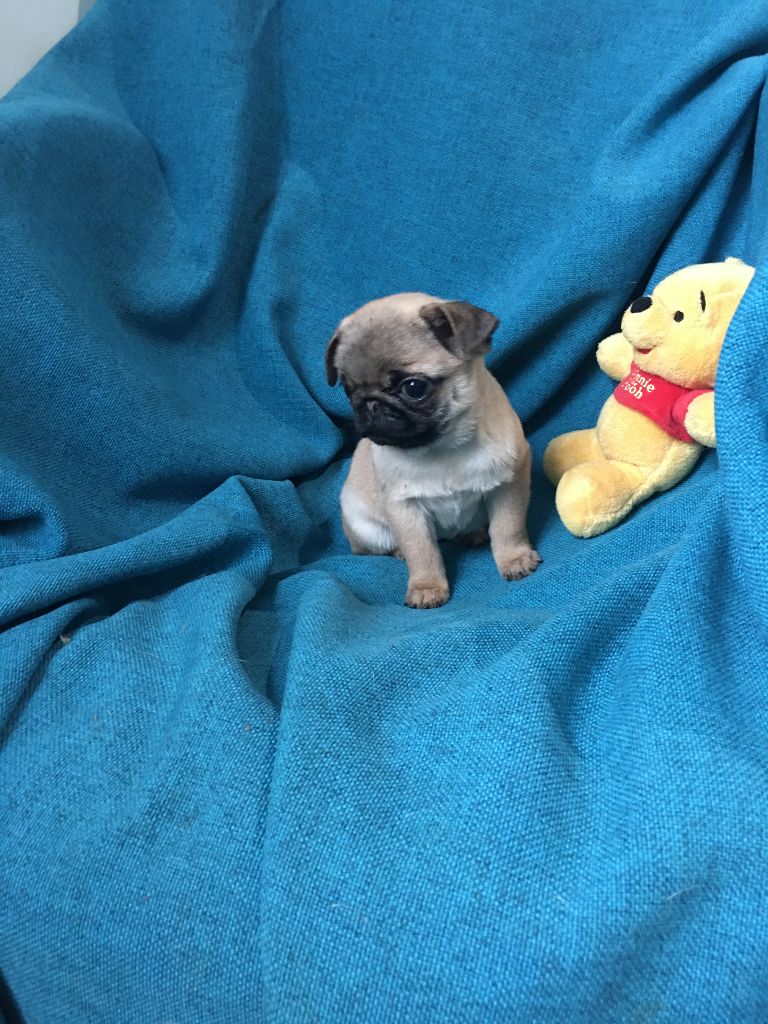 bellerophon - Chiots disponibles - Carlin