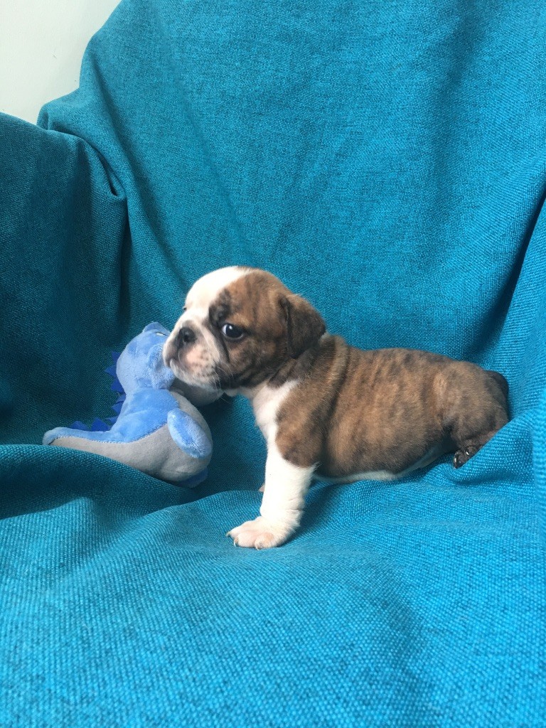 bellerophon - Chiots disponibles - Bulldog Anglais