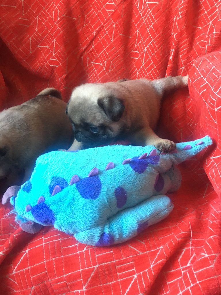 bellerophon - Chiots disponibles - Carlin