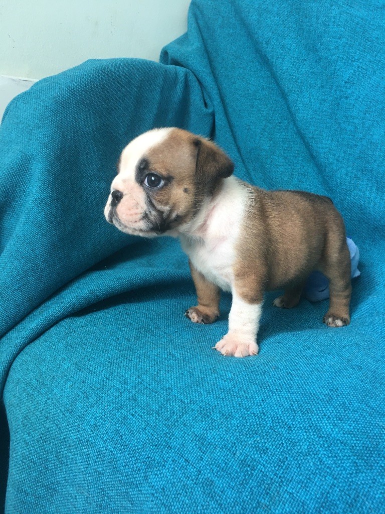 bellerophon - Chiots disponibles - Bulldog Anglais